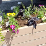 Préparation des fleurs d'été et nouvel agent