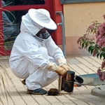 Visite royale dans le bourg d'Ablon