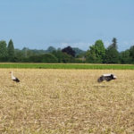 Arrivée attendue ???